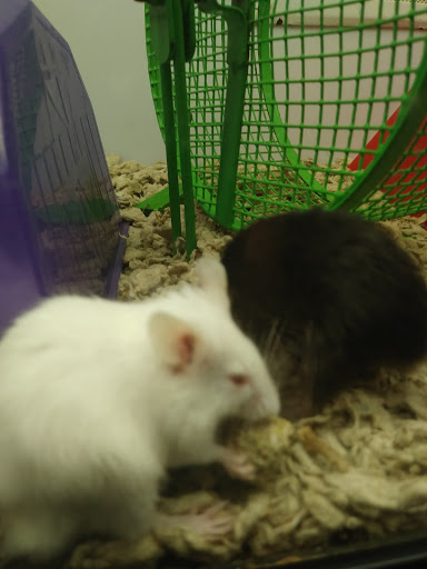 Pet Supply Store «Petco Animal Supplies», reviews and photos, 205 Washington St #11, Hudson, MA 01749, USA