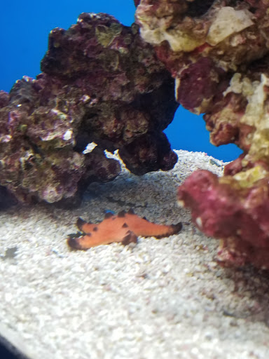 Pet Supply Store «Petco Animal Supplies», reviews and photos, 247 N Washington Hwy, Ashland, VA 23005, USA