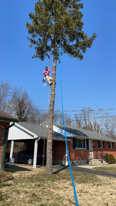 Trejo Tree Trimming and Removal