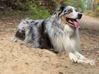 Dirty Dog Hikes & Outings - Photo 2 - Car repair in , Oakland
