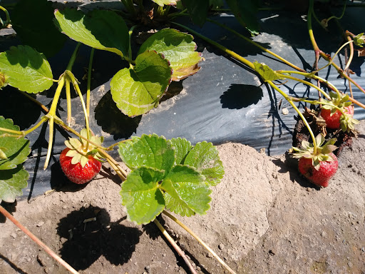 Produce Market «Boones Ferry Berry Farms», reviews and photos, 19602 NE Boones Ferry Rd, Hubbard, OR 97032, USA