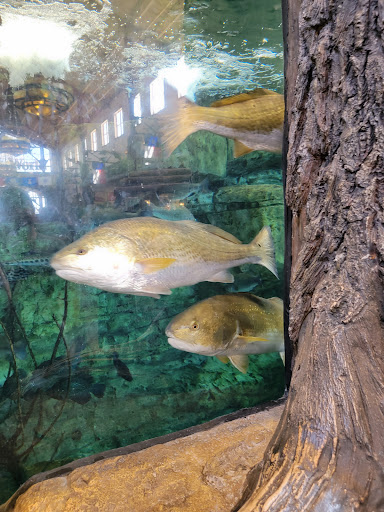 Sporting Goods Store «Bass Pro Shops», reviews and photos, 5000 Katy Mills Cir #415, Katy, TX 77494, USA