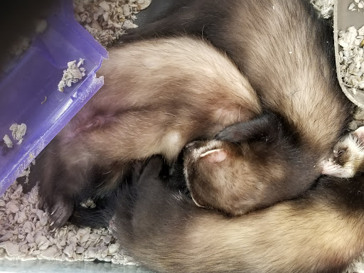 Pet Store «Pet Supermarket», reviews and photos, 9798 Glades Rd, Boca Raton, FL 33434, USA