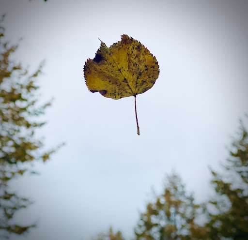 Explore rib tattoo ideas male, creative tattoo ideas in Seattle, available at West Seattle Tattoo