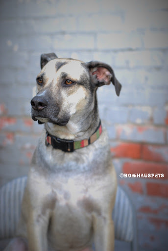 Dog Day Care Center «The Bowhaus Pet Company», reviews and photos, 2472 E Colorado Blvd, Pasadena, CA 91107, USA