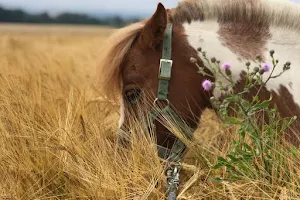 Bambini Reiten - Stefanie Schobeß - Reiten für Kinder ab 2 image