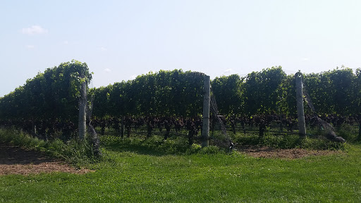 Winery «Roanoke Vineyards», reviews and photos, 3543 Sound Ave, Riverhead, NY 11901, USA