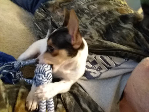 Pet Store «Village Pet Shop», reviews and photos, 701 N Black Horse Pike, Williamstown, NJ 08094, USA