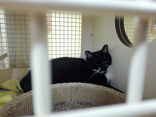 Pet Supply Store «Petco Animal Supplies», reviews and photos, 2823 County Home Rd, Goshen, IN 46526, USA