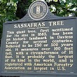 Sassafras Tree