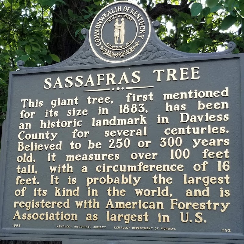 Sassafras Tree