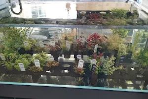 The Aquascaper Store image