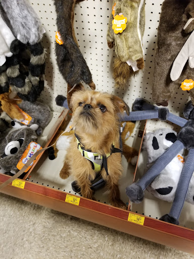 Pet Supply Store «PetSmart», reviews and photos, 777 S Willow St, Manchester, NH 03103, USA