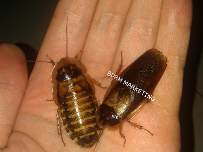 Blaptica Dubia Roaches Malaysia