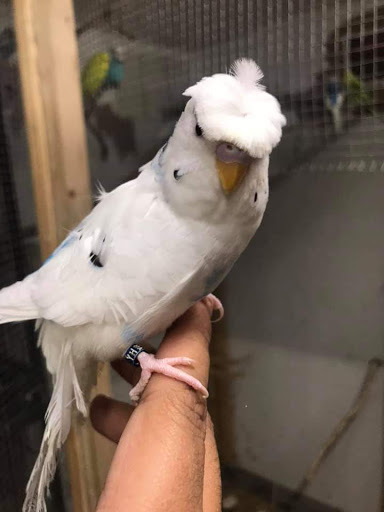 Pet Store «Inez Pet Shop», reviews and photos, 3825 Whittier Blvd, Los Angeles, CA 90023, USA