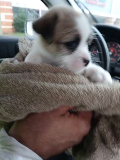 Pet Supply Store «PetSmart», reviews and photos, 351 N Frontage Rd, New London, CT 06320, USA