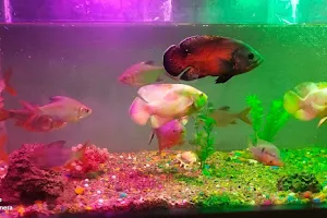Aquarium Fish Home image