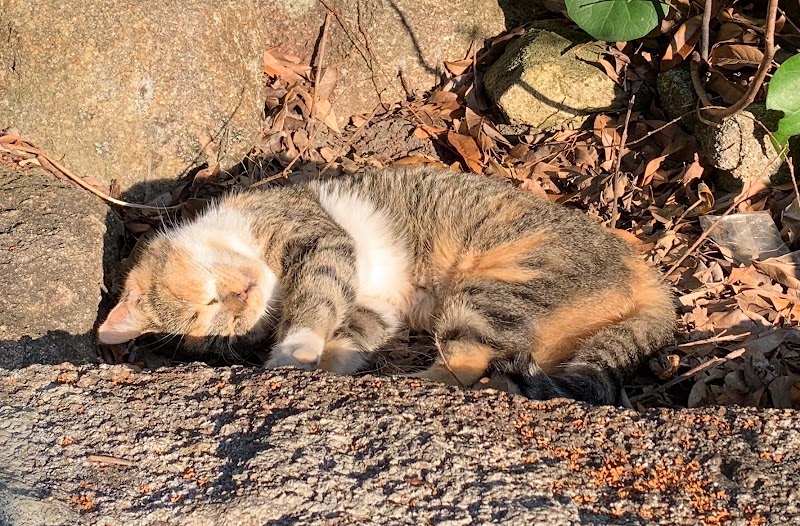 松田農園 山口県防府市大字西浦 果樹園 飲食店 グルコミ