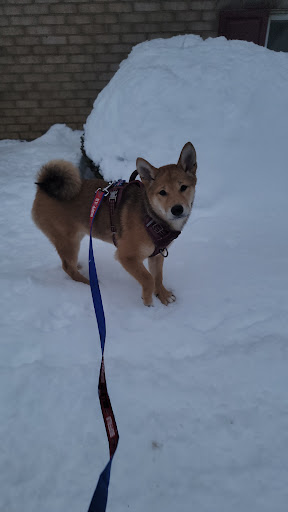 Pet Supply Store «Pet Supplies Plus», reviews and photos, 3340 Sheridan Dr, Amherst, NY 14226, USA