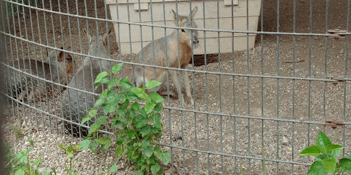 Zoo «Cricket Hollow Zoo», reviews and photos, 1512 210th St, Manchester, IA 52057, USA