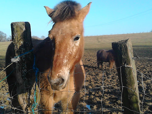 Centre équestre Poney Club d'Heillecourt Heillecourt