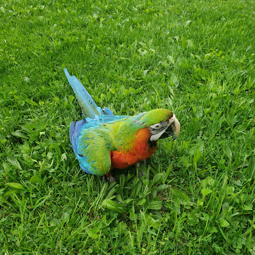 Pet Store «Kalamazoo Reptile Show», reviews and photos, 2900 Lake St, Kalamazoo, MI 49048, USA