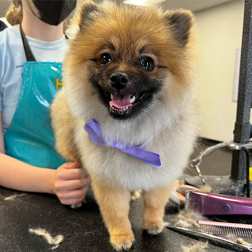 Pet Groomer «Soggy Dog Grooming And Pet Supplies», reviews and photos, 344 E 4th St, Long Beach, CA 90802, USA