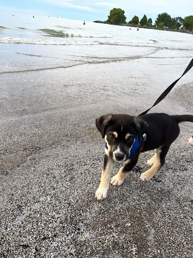 Animal Shelter «One of A Kind Pet Rescue», reviews and photos, 1929 W Market St, Akron, OH 44313, USA