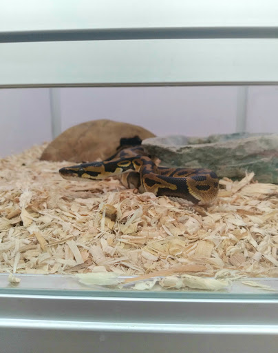 Pet Supply Store «Pet Supermarket, Inc.», reviews and photos, 598 N McCarran Blvd, Sparks, NV 89431, USA