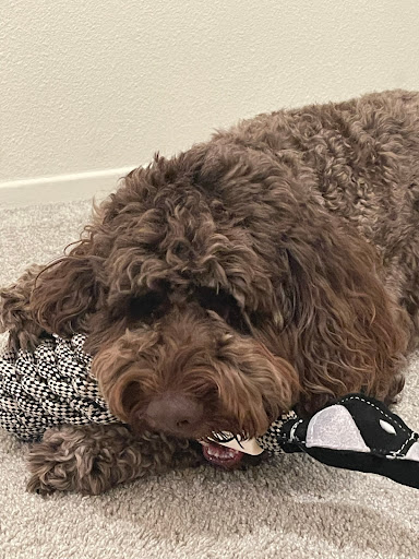 Kennel «K9 Loft», reviews and photos, 495 S Arroyo Pkwy, Pasadena, CA 91105, USA