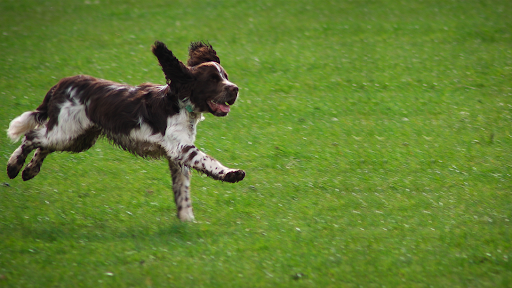 Pet Supply Store «Total Dog Company», reviews and photos, 9432 36th Ave N, New Hope, MN 55427, USA