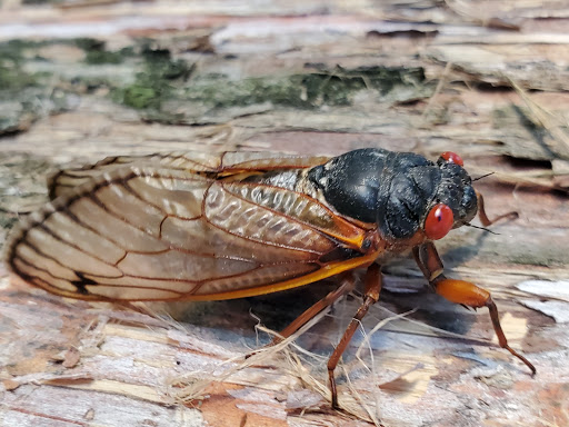 Park «Gough Park», reviews and photos, 9300 Honeygo Blvd, Perry Hall, MD 21128, USA