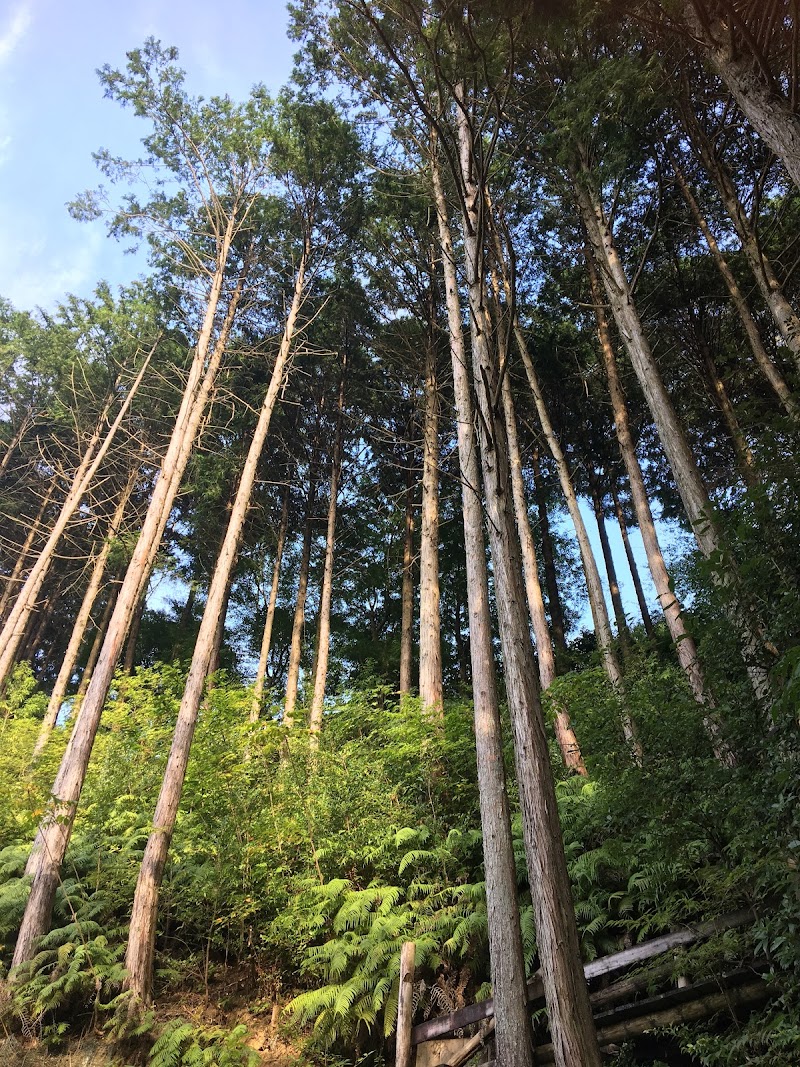 森の散歩道