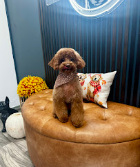 FurEver Zen Dog Grooming Spa - Photo 6 - Car repair in Monroe, CT, Bridgeport