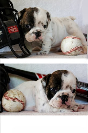 Pet Store «Puppy Boutique Store», reviews and photos, 4001 N Federal Hwy, Fort Lauderdale, FL 33308, USA