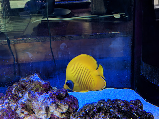 Tropical Fish Store «Optimum Aquarium», reviews and photos, 840 Ernest W Barrett Pkwy NW #700, Kennesaw, GA 30144, USA