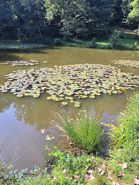 Am Seerosenteich