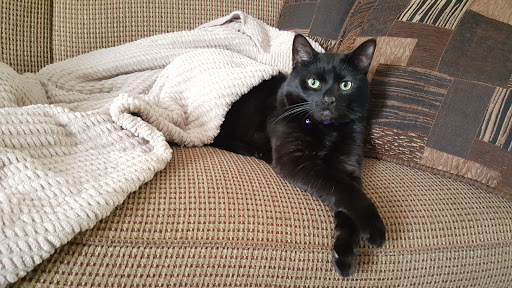 Pet Groomer «Delaware Pet Stuff», reviews and photos, 435 Dunlap St, Delaware, OH 43015, USA