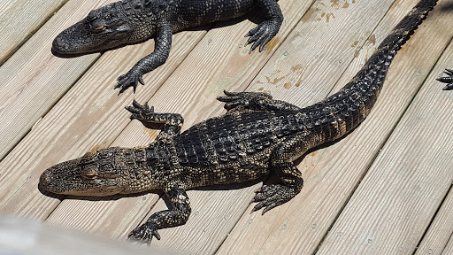 Zoo «Alligator Adventure», reviews and photos, 4604 Hwy 17 S, North Myrtle Beach, SC 29582, USA