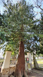 Památný strom
