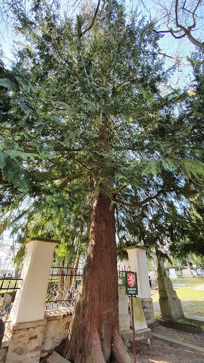 Památný strom