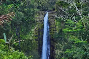 Akaka Falls State Park image