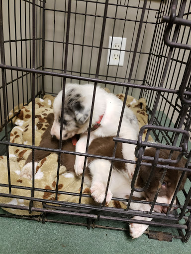 Union County Animal Hospital