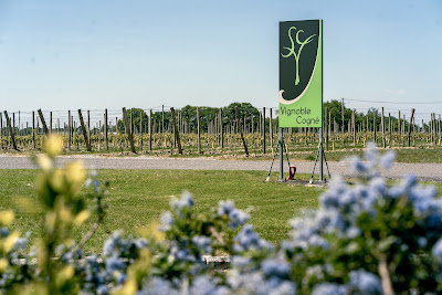 Vignoble Cogné à Orée-d'Anjou