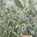 Photo n°1 de l'avis de Tonie.c fait le 15/08/2019 à 22:20 sur le  Agritur Madonna delle Vittorie à Linfano