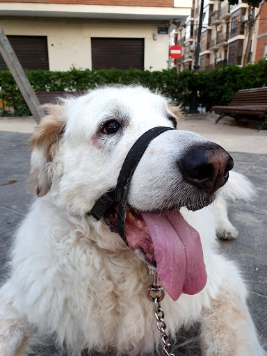 Clínica Veterinaria A Quatre Potes en Picassent