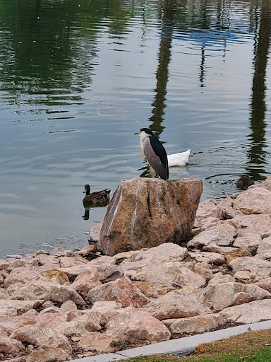 Park «Lorenzi Park», reviews and photos, 3343 W Washington Ave, Las Vegas, NV 89107, USA