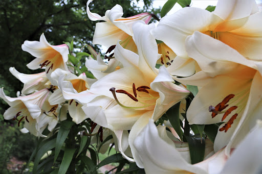 Garden Center «Flowerland», reviews and photos, 4321 28th St SE, Kentwood, MI 49508, USA