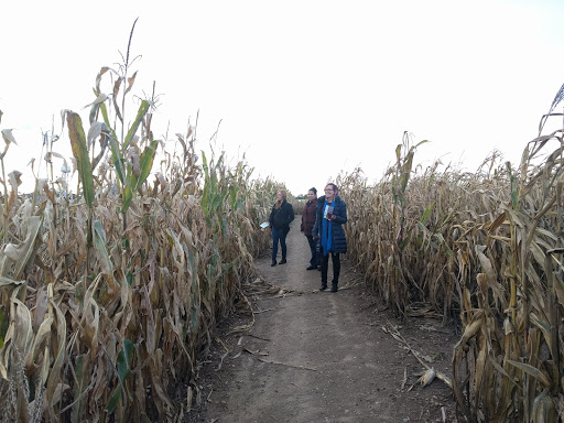 Tourist Attraction «Shipshewana Corn Maze», reviews and photos, 505 Morton St, Shipshewana, IN 46565, USA