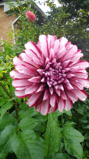 Florist «Generations Floral Art and Artisans», reviews and photos, 23051 E Main St, Armada, MI 48005, USA